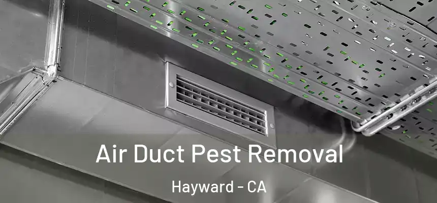 Air Duct Pest Removal Hayward - CA