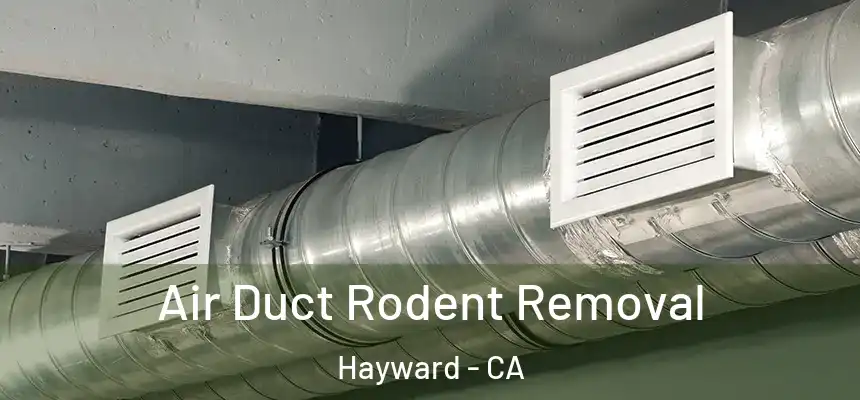 Air Duct Rodent Removal Hayward - CA