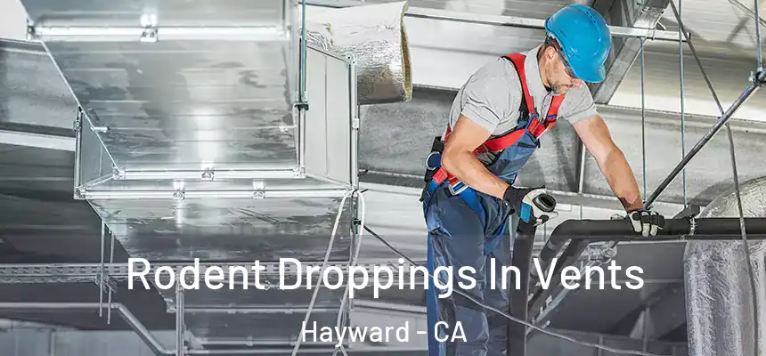 Rodent Droppings In Vents Hayward - CA